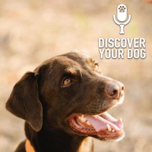 Specific Breed:  Labrador Retriever