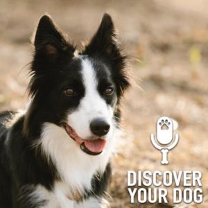 Specific Breed:  Border Collie