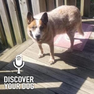 Specific Breed:  Australian Cattle Dog